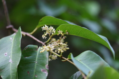 Genianthus laurifolius